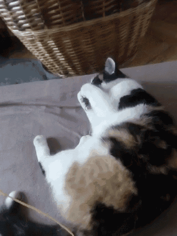 Cat Play GIF , Cat Play , Discover \u0026 Share GIFs
